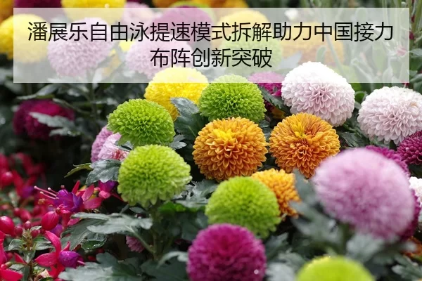 潘展乐自由泳提速模式拆解助力中国接力布阵创新突破